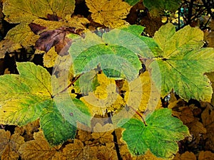 An abstract background image of a yellowish green autumn leaves photo