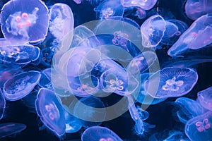 jelly fish