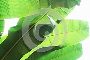 Abstract background of the leaves of the banana tree - Tropical banana leaf texture, large palm foliage nature bright green