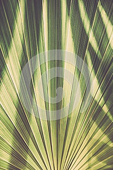 Abstract background with light and shadow texture on palm leaf