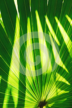 Abstract background with light and shadow texture on palm leaf