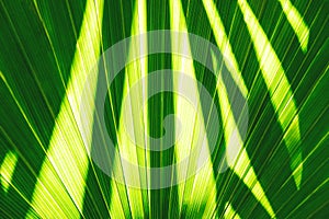 Abstract background with light and shadow texture on palm leaf