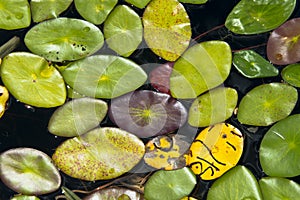 Abstract Background Lily Pads in Lake, Nature Colors