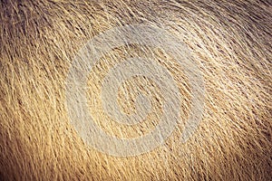 Abstract background of line and fur