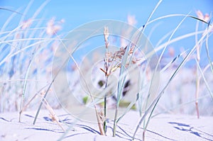 Abstract background long wild grass, blue sky, sand, ocean and surf closeup