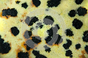 Abstract background macro detail of mineral named geologists Jasper Dalmatian Yellow.