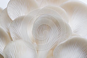 Abstract background macro image of Sajor-caju mushroom