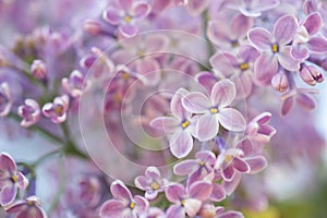 Abstract background. Macro photo. Blooming lilac flowers. Floral natural background