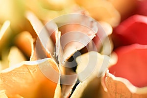 Abstract background, Macro shot of dried flower petals.