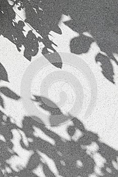 Abstract background made of concrete wall and blurred gray tree leaves shadow. Nature concept backdrop. Natural light. Selective