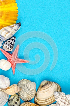 Abstract background made of shells blue background