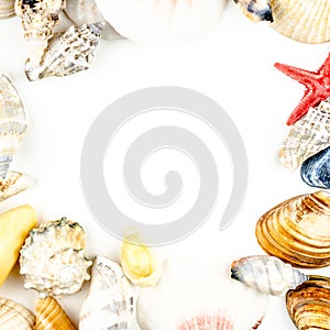 Abstract background made of shells white background