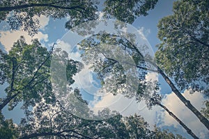 Abstract background made up of trees, clouds and a blue sky.
