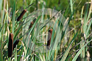 Abstract background of marsh grass