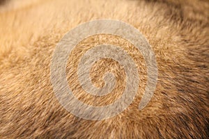 Abstract background of mixed breed dog fur close up