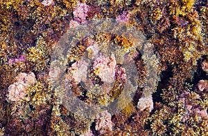 Abstract Background - Multicolor herbal seaweed on the beach.