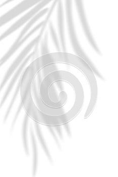 Abstract background of natural shadows tropical leaves overlay on a white wall background, summer seasonal concept.