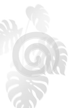 Abstract background of natural shadows tropical plant branch, palm tree leaves overlay on a white wall background.