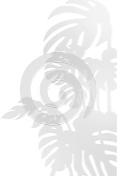 Abstract background of natural shadows tropical plant branch, palm tree leaves overlay on a white wall background.