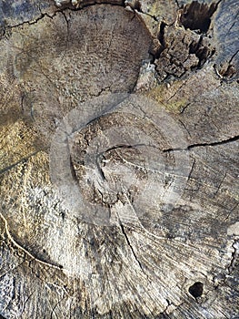 Abstract background. Natural wood texture. Old stump with circles, potholes, scratches