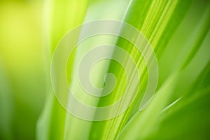 Abstract background nature of green leaf on blurred greenery background in garden