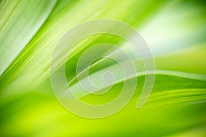 Abstract background nature of green leaf on blurred greenery background in garden