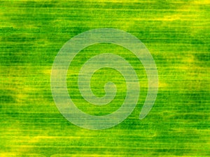 Abstract background of old banana leaf