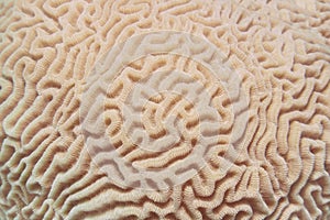 Abstract background - Organic texture of the hard brain coral