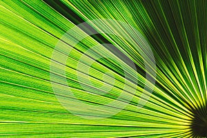 Abstract background with palm leaf texture