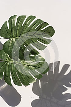 Abstract background of palm leaves shadows on white wall. Botany mockup copy space