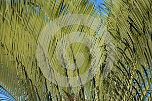 Abstract background with palm. The texture of Green palm Leaf. Shapes in nature.