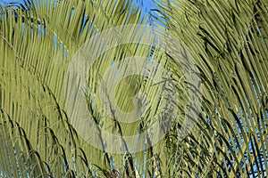 Abstract background with palm. The texture of Green palm Leaf. Shapes in nature.