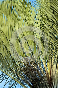 Abstract background with palm. The texture of Green palm Leaf. Shapes in nature.