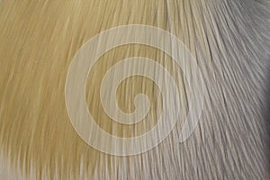 Abstract background of pelican feathers