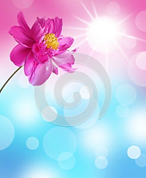 Abstract background with peony