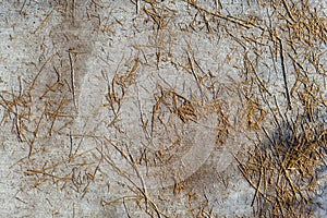 Abstract background photo of windblown dead sticks and leaves on a sidewalk