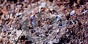 abstract background, photograph of a tree trunk in the process of decomposition.