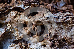 abstract background, photograph of a tree trunk in the process of decomposition.