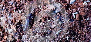 abstract background, photograph of a tree trunk in the process of decomposition.