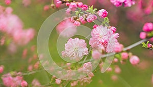 Abstract background with pink blossoming flowers in springtime in the garden. Green haze of leaves.