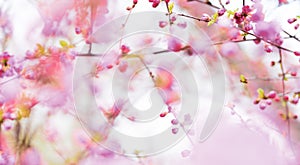 Abstract background with pink blossoming flowers in springtime in the garden. Pink haze of petals.