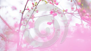 Abstract background with pink blossoming flowers in springtime in the garden. Pink haze of petals.