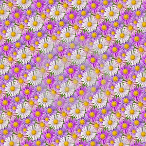 Abstract background of pink, violet and white aster flowers on green.