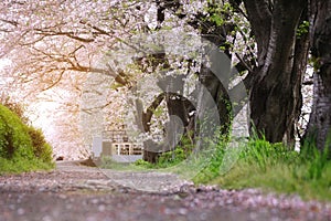 Abstract background of pink walkway