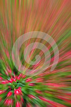 abstract background of planting flower in garden,with blur filter