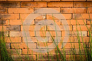 Abstract background of red brick wall and green vine grass from below. Old red brick wall texture and green grass background.