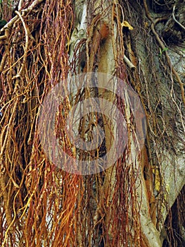 Abstract background red lianas on tree trunk. Tangle of lianas close up. Wood texture