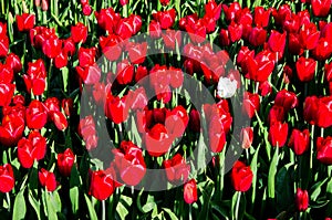 Abstract background with red tulips and one white  in the field