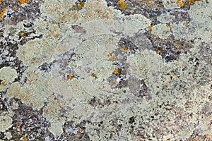 Abstract background. Rock surface in light gray colours. Some yellow spots.