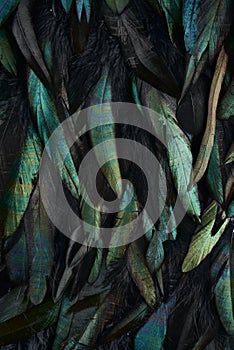 Abstract background of rooster feathers, metallic colors